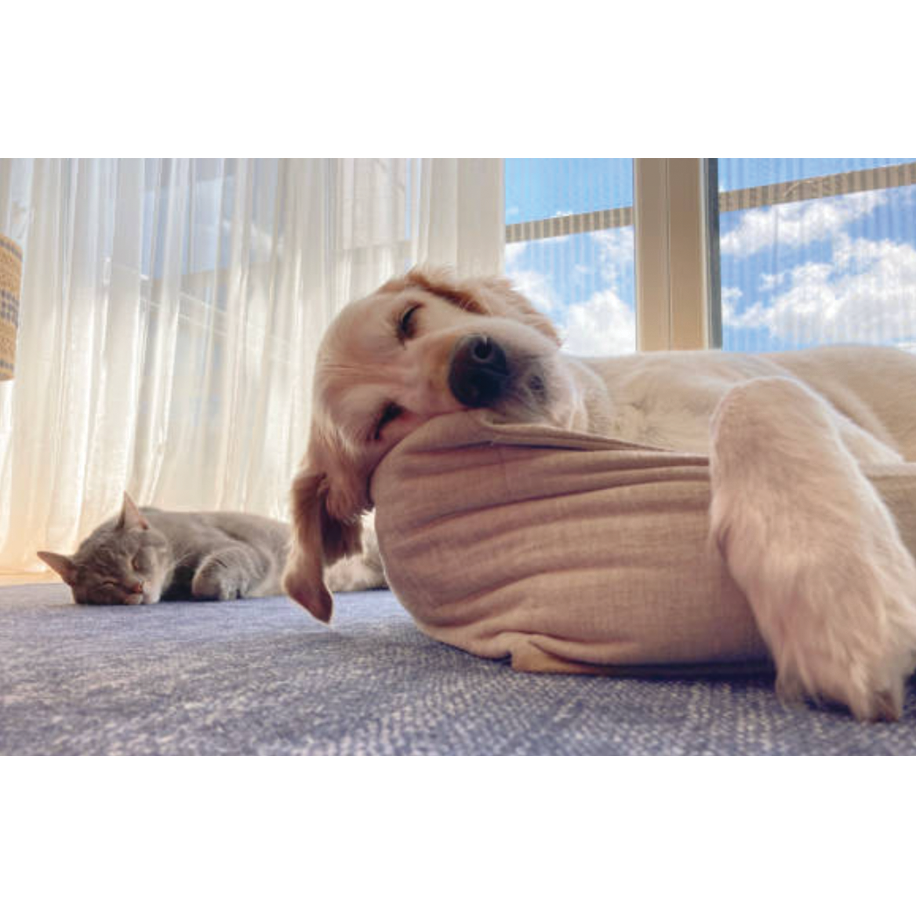 UBAVET UBACALM Calming Soft Chews for Dogs & Cats – Natural Stress & Anxiety Relief