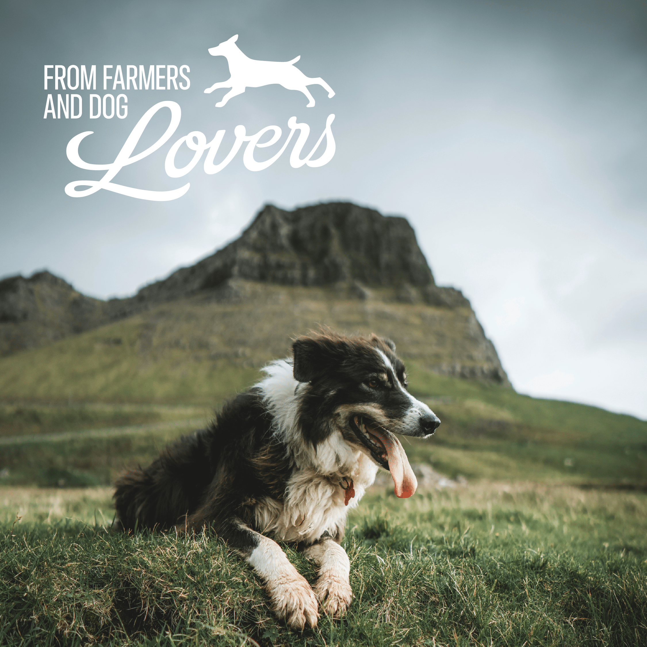 A happy dog lounging in a green meadow with mountains in the background, representing dog lovers and farmers.