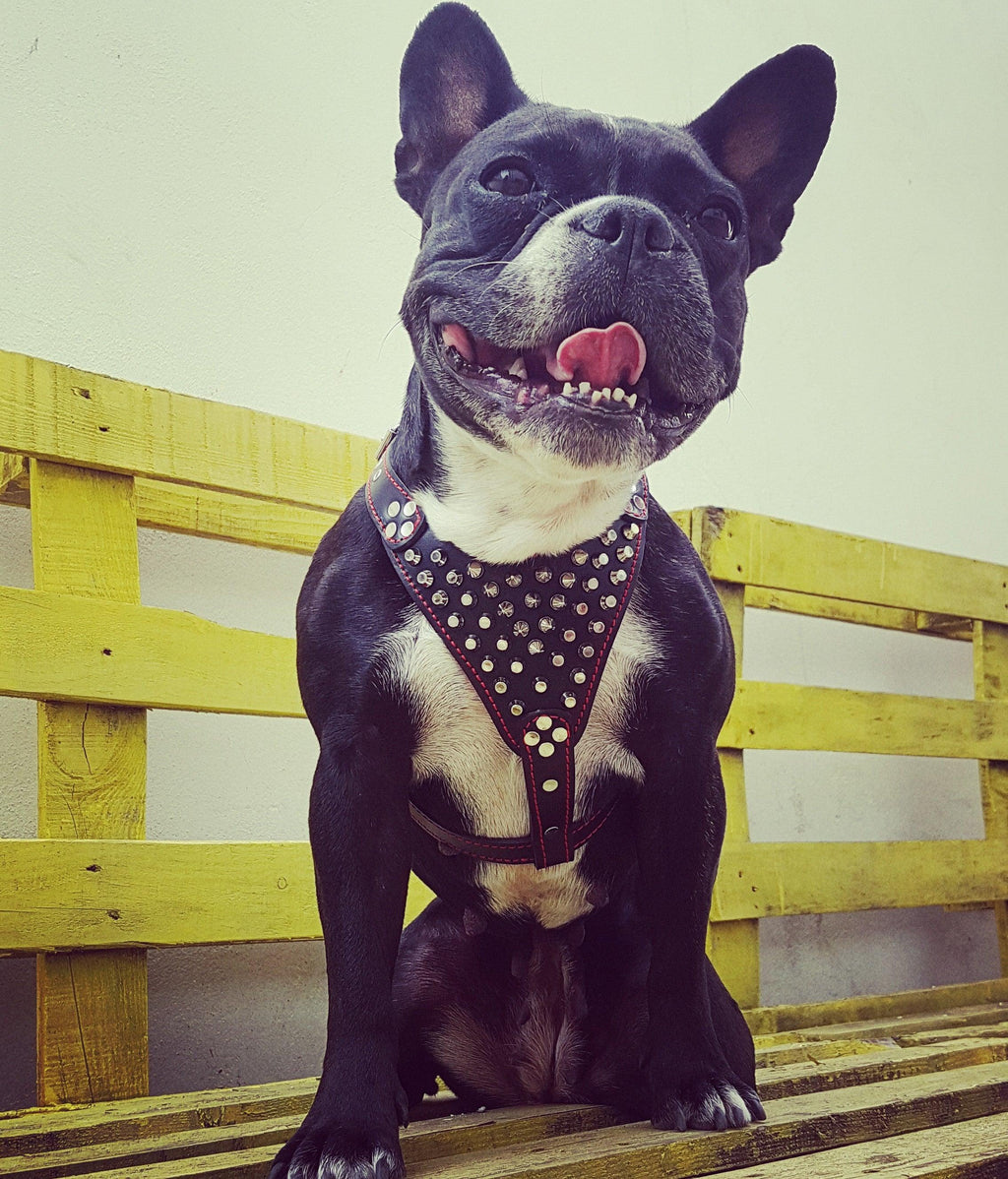 'Frenchie'' studded leather harness Small to Medium Size - Mac's Got More