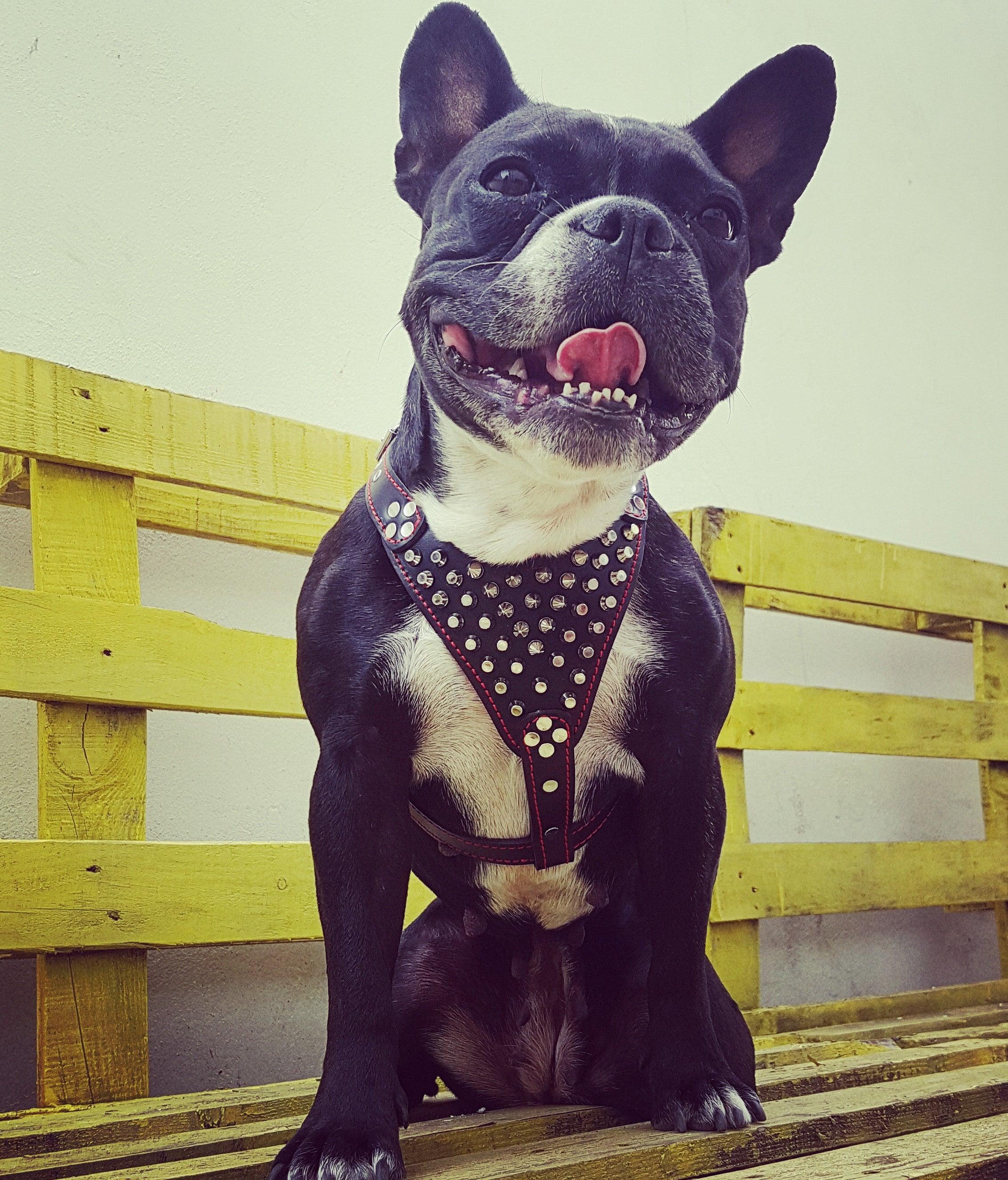 'Frenchie'' studded leather harness Small to Medium Size - Mac's Got More